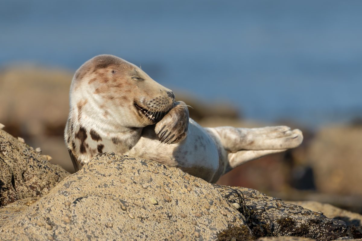 Comedy Wildlife Photography Awards 2021