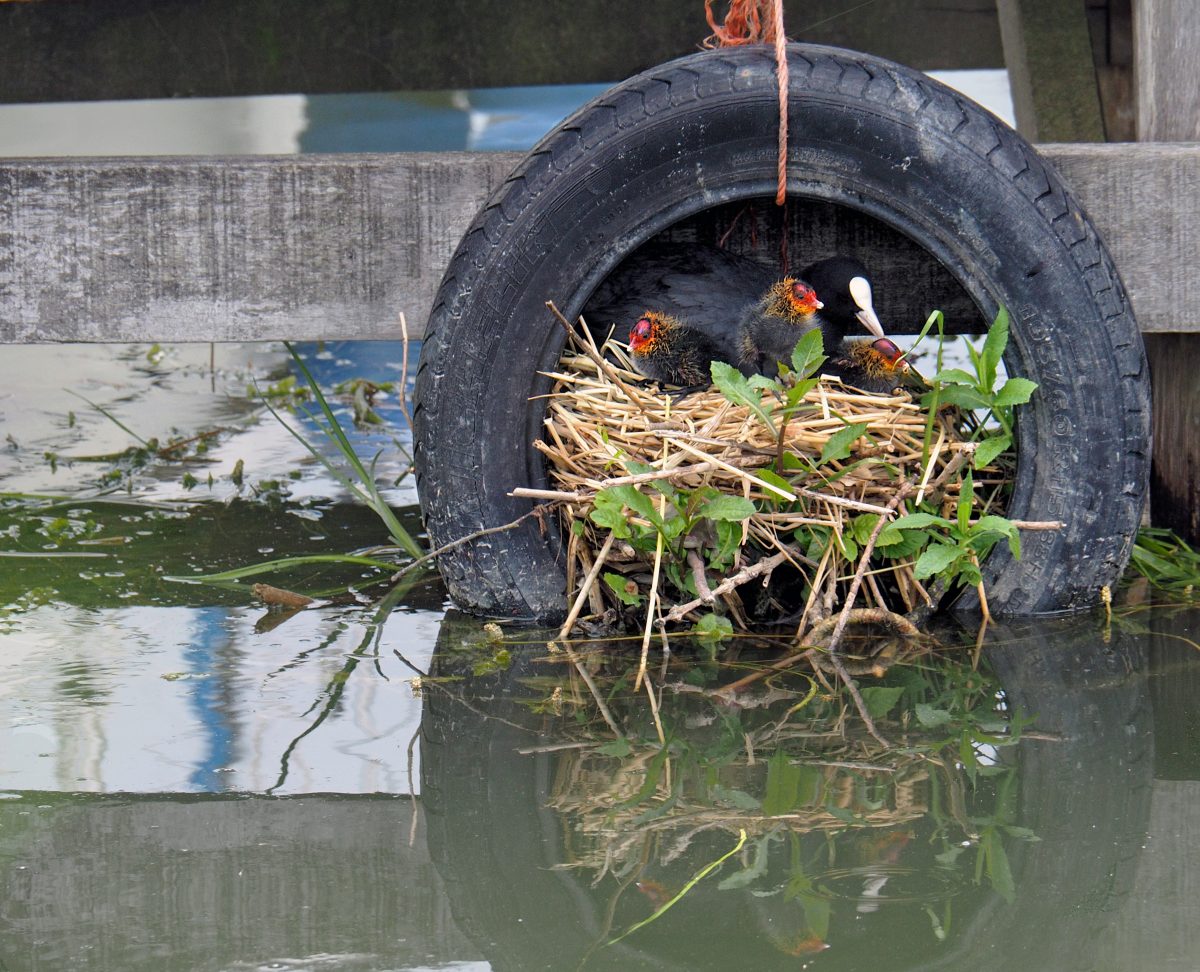 meerkoet nest