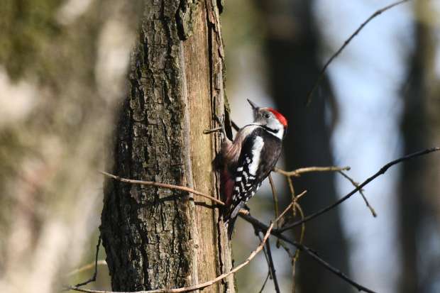 Roots-BirdingBreaks Spechtenspecial