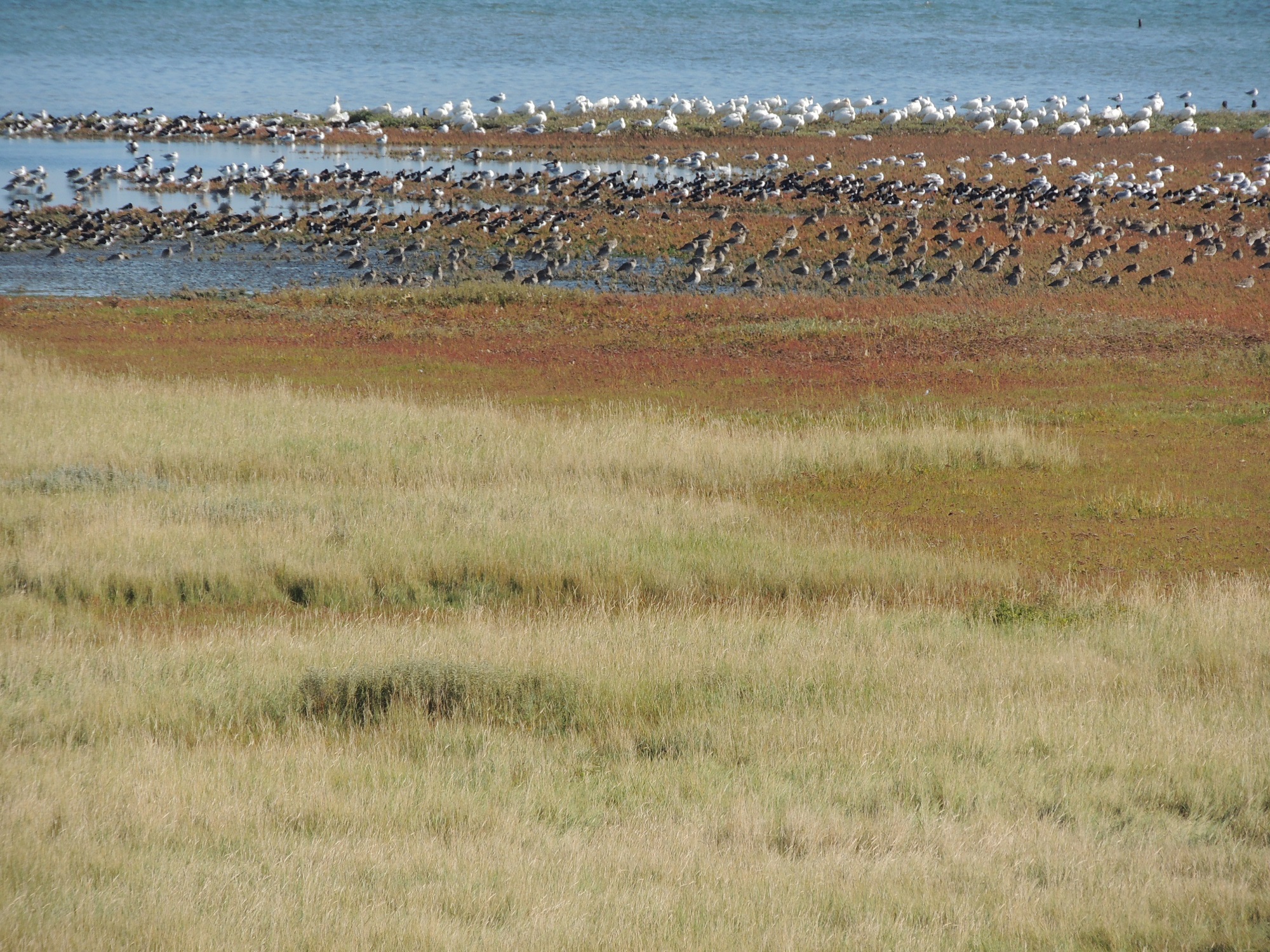 Roots Vogelmagazine najaarsnummer