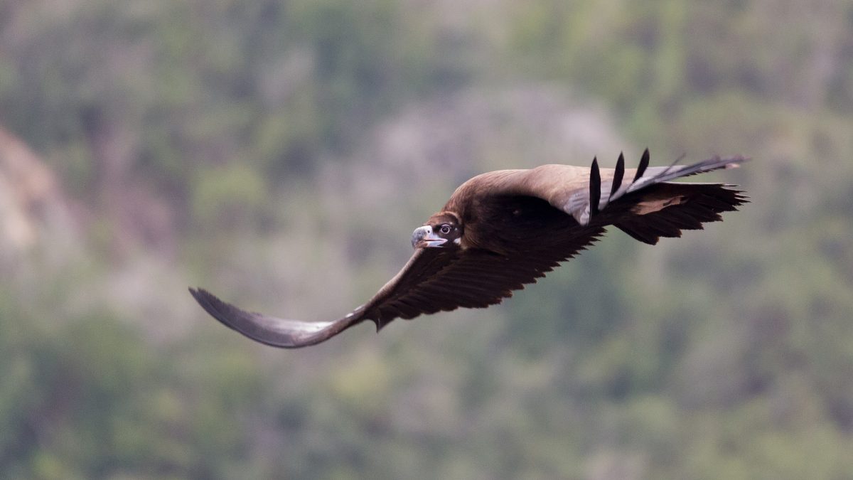 10 vogels grootste spanwijdte