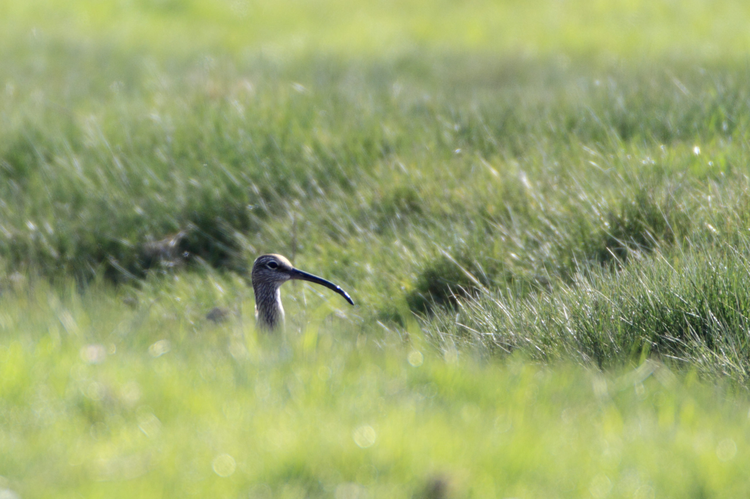 regenwulp in het gras