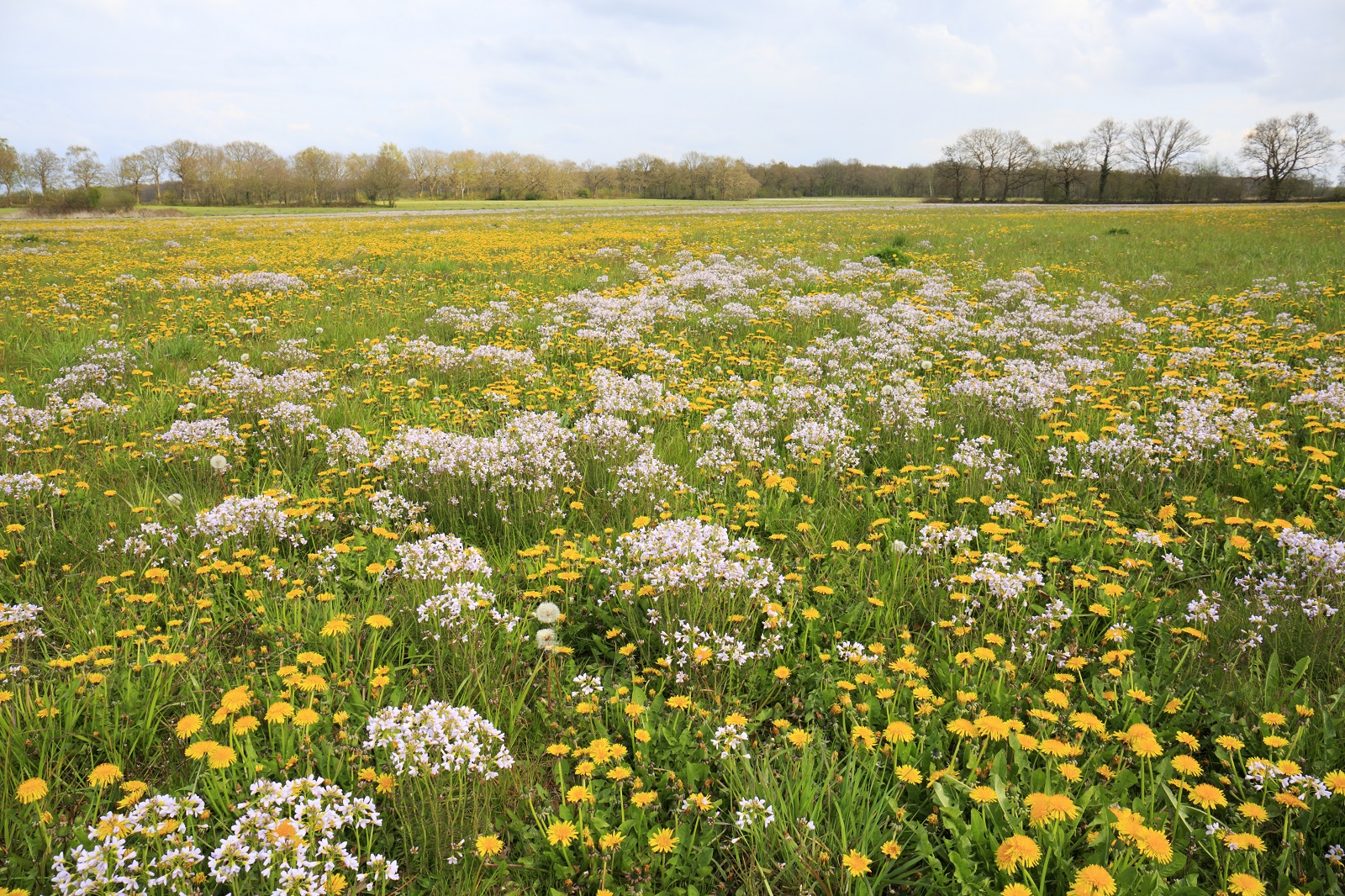 Noordsche Veld en Peestermaden