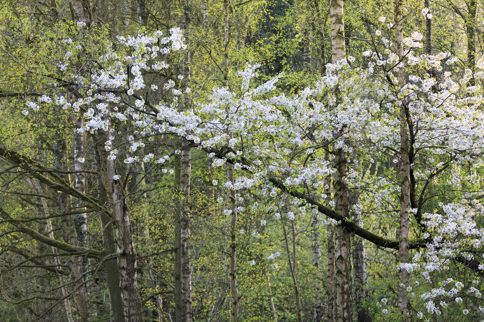 Harderbos