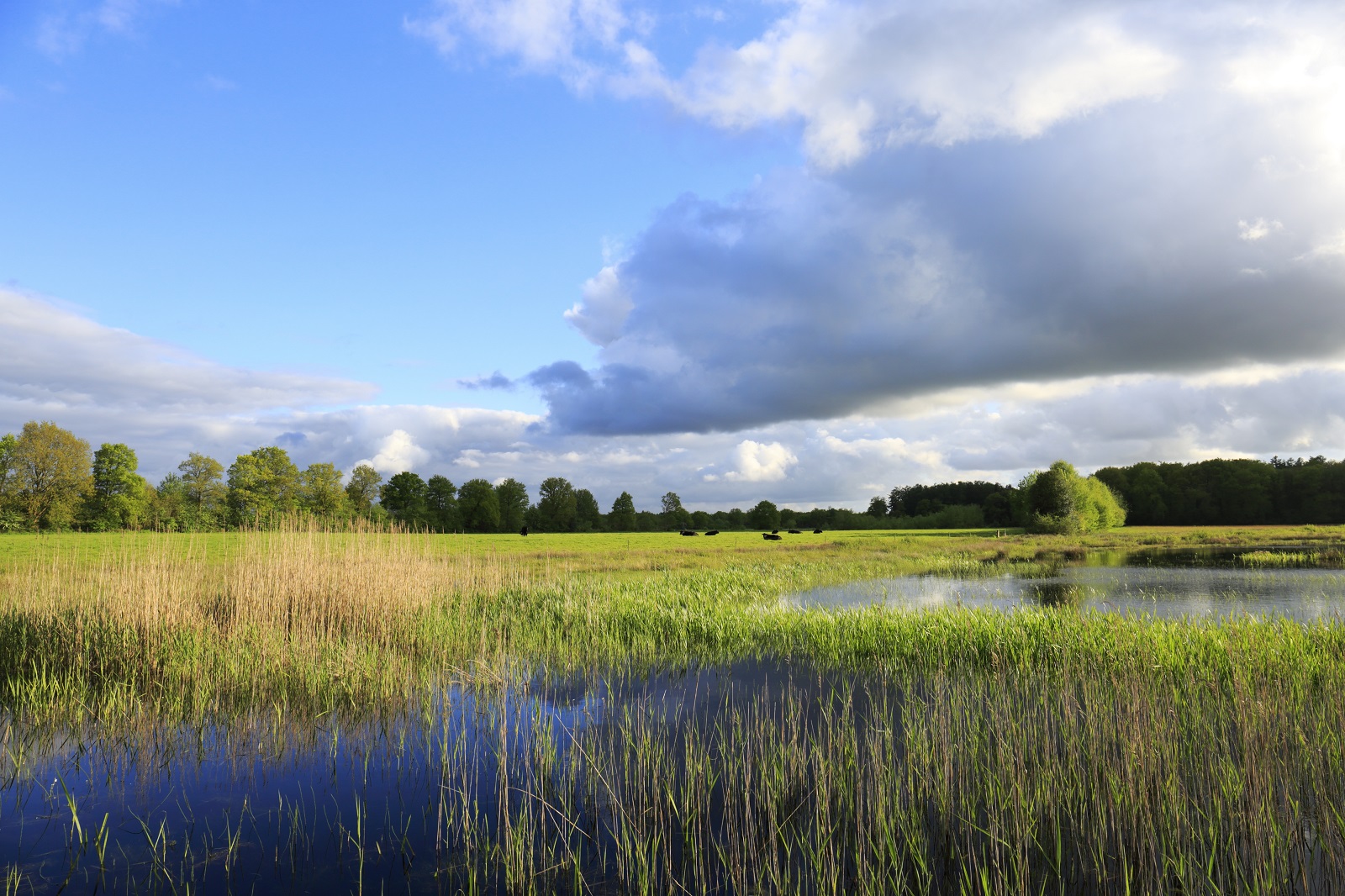 Noordsche Veld en Peestermaden