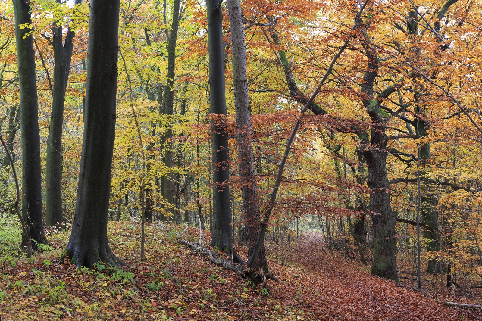 beukenbossen