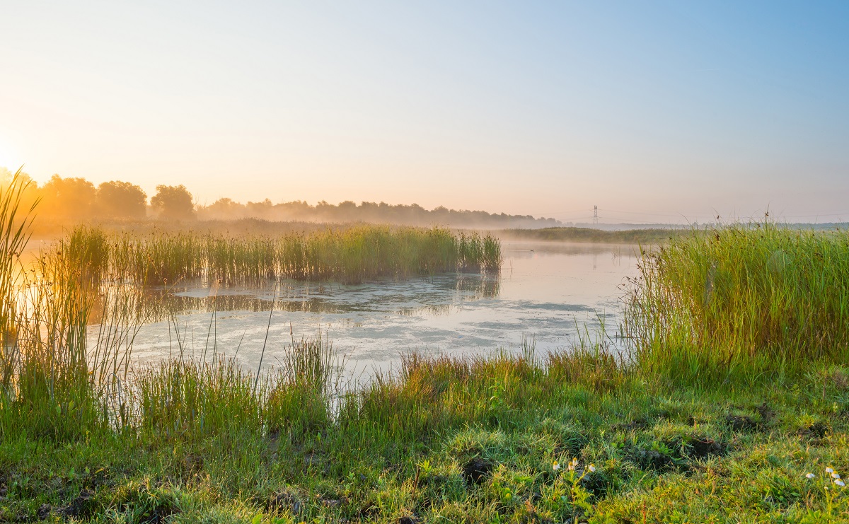 Oostvaardersplassen