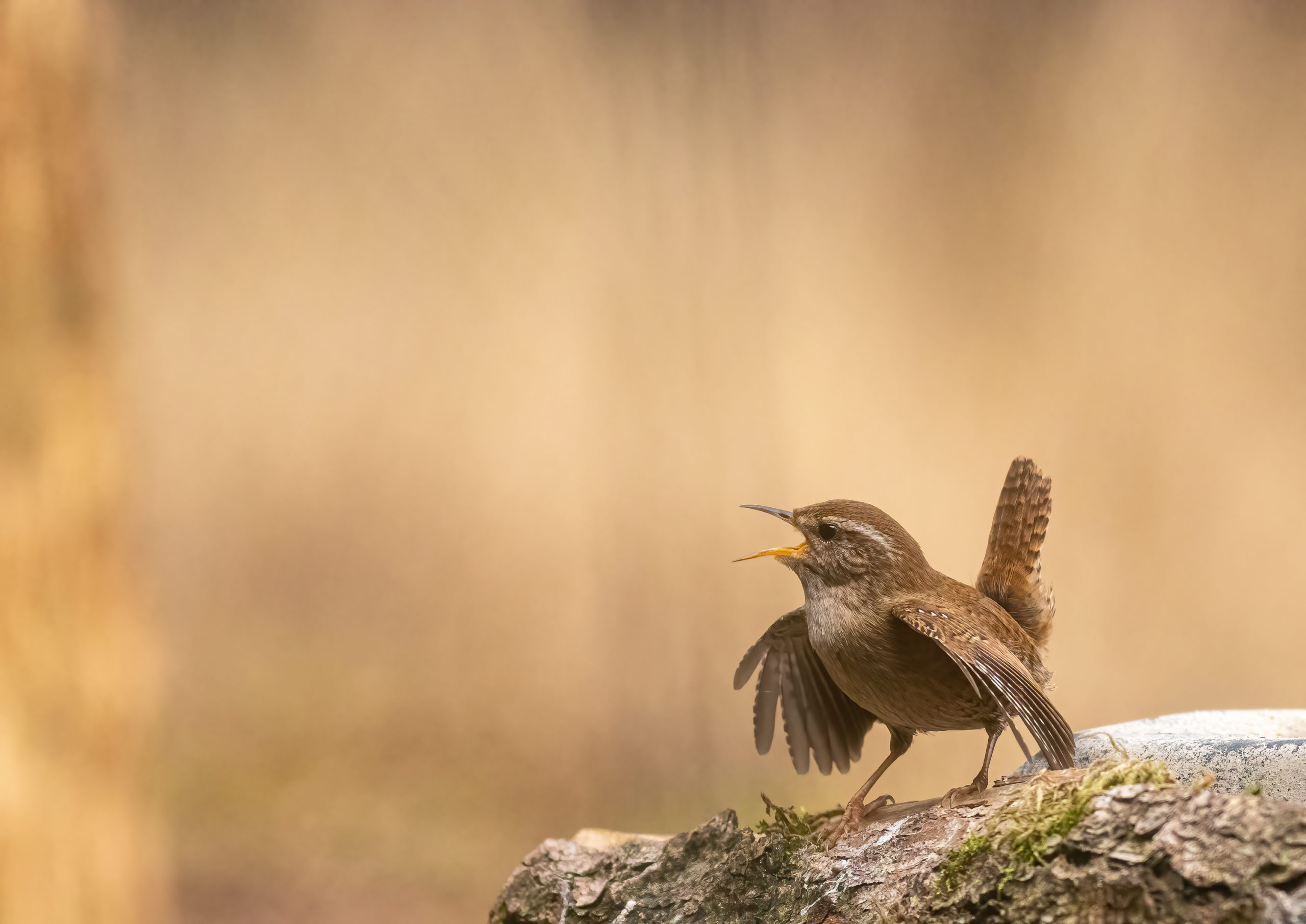 Foto van de Maand januari