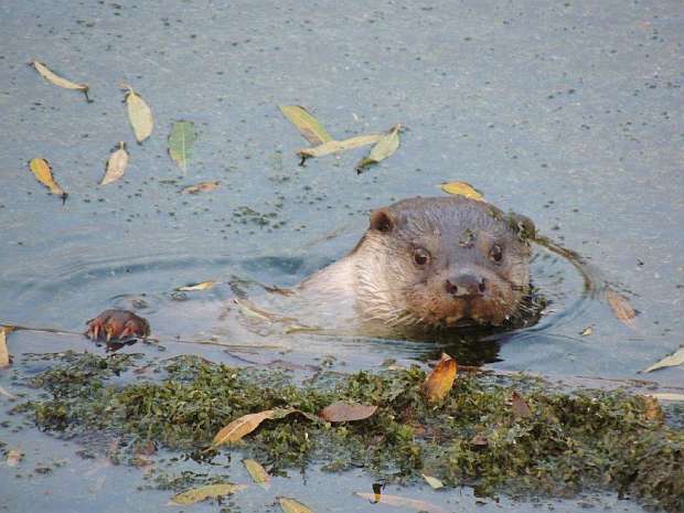 Hoe komen otters de strenge winter door?