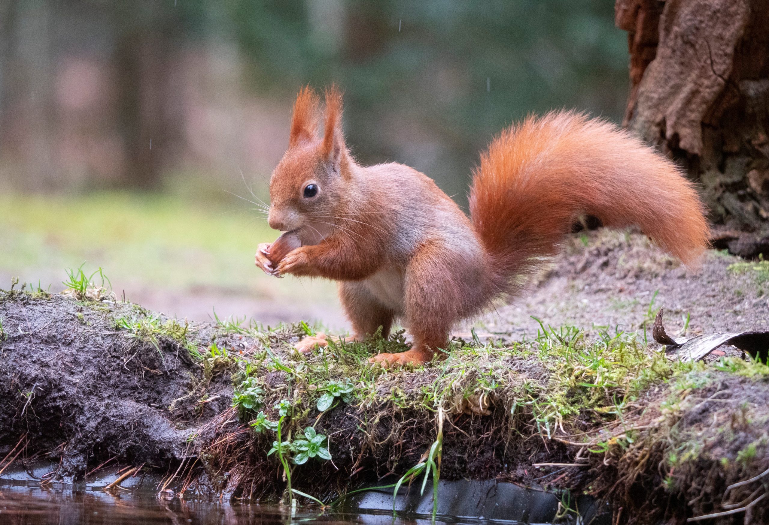 Eekhoorn eet nootje bij het water