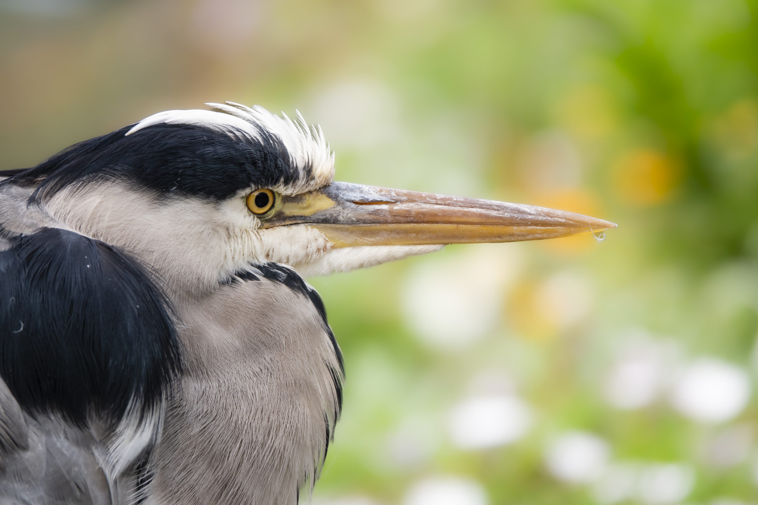 reiger