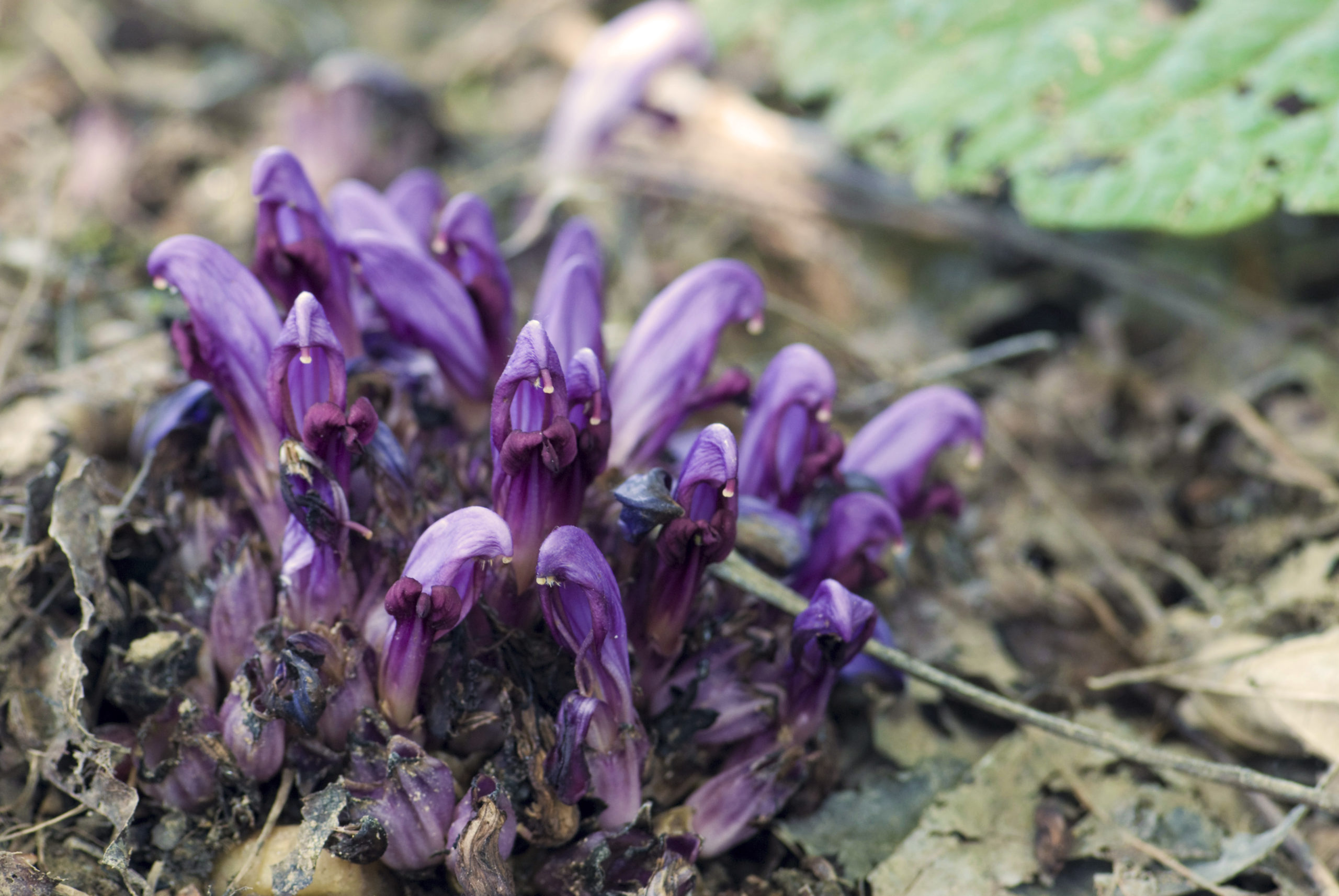 Wat een vraag: welke plant is dit