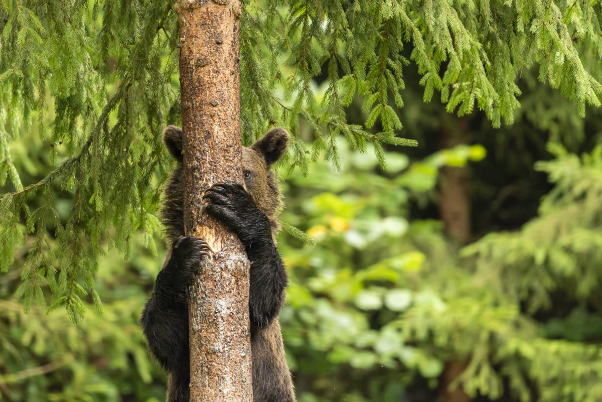 Comedy Wildlife Photo Awards