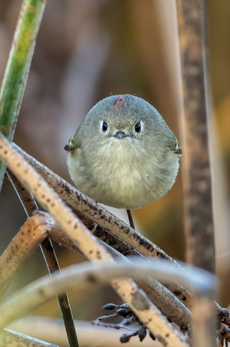 Comedy Wildlife Photography Awards 2021