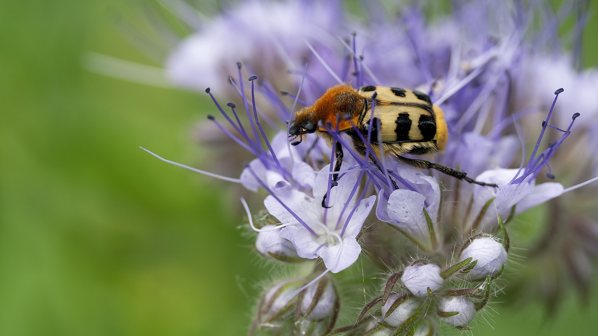 Bijzondere landgenootjes