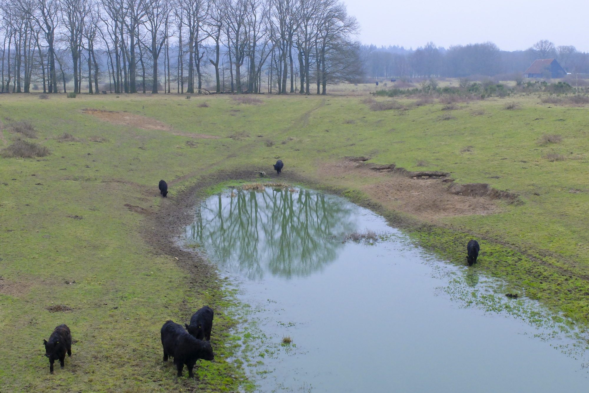 Galloways bij Plantage Willem III 