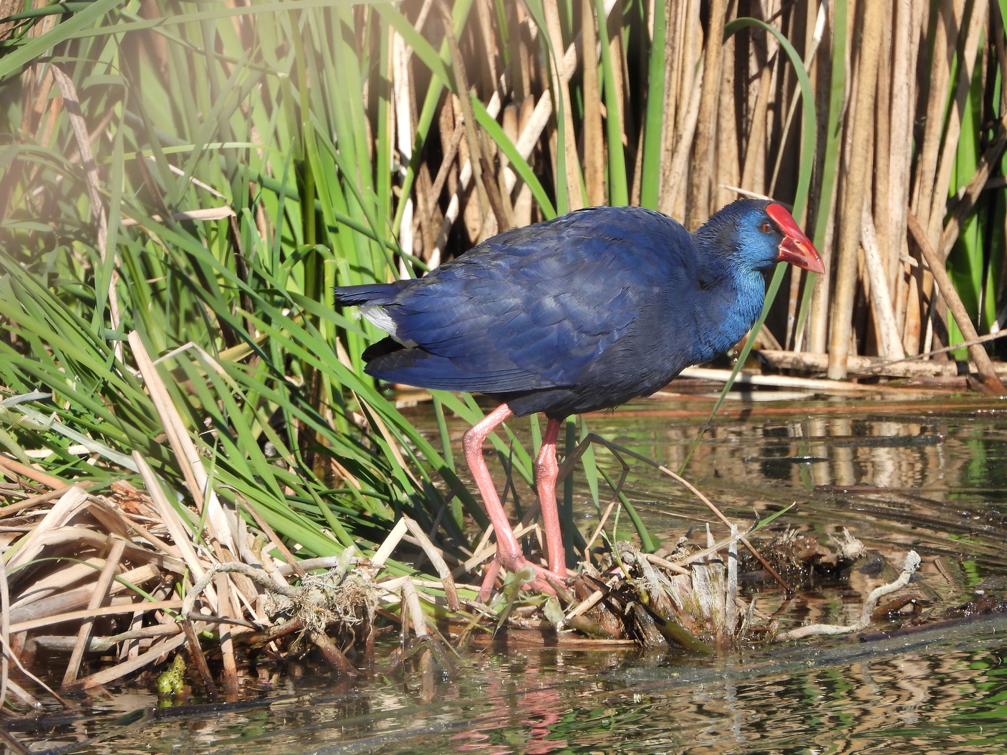 Bijzondere purperkoet bij Kinderdijk