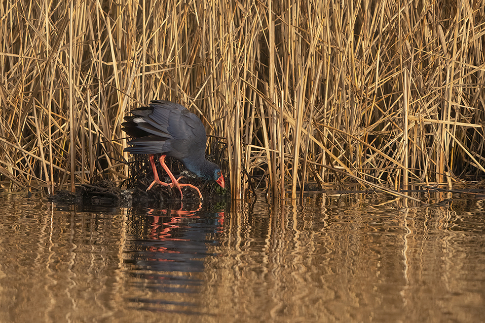 Bijzondere purperkoet bij Kinderdijk