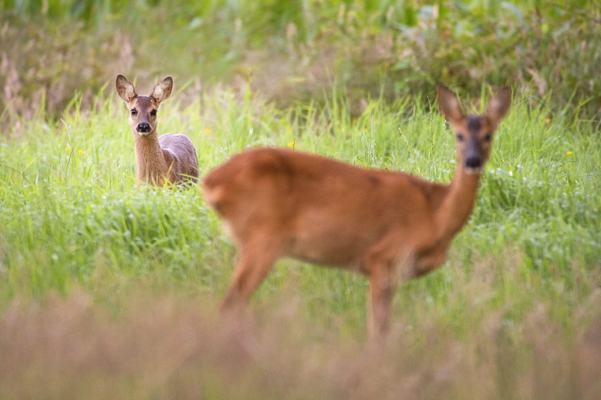 Deel je mooiste ree-ervaring met Roots