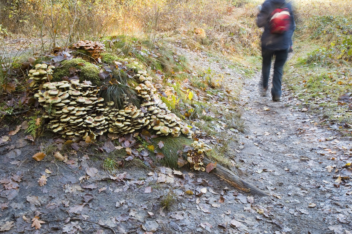 paddenstoelen