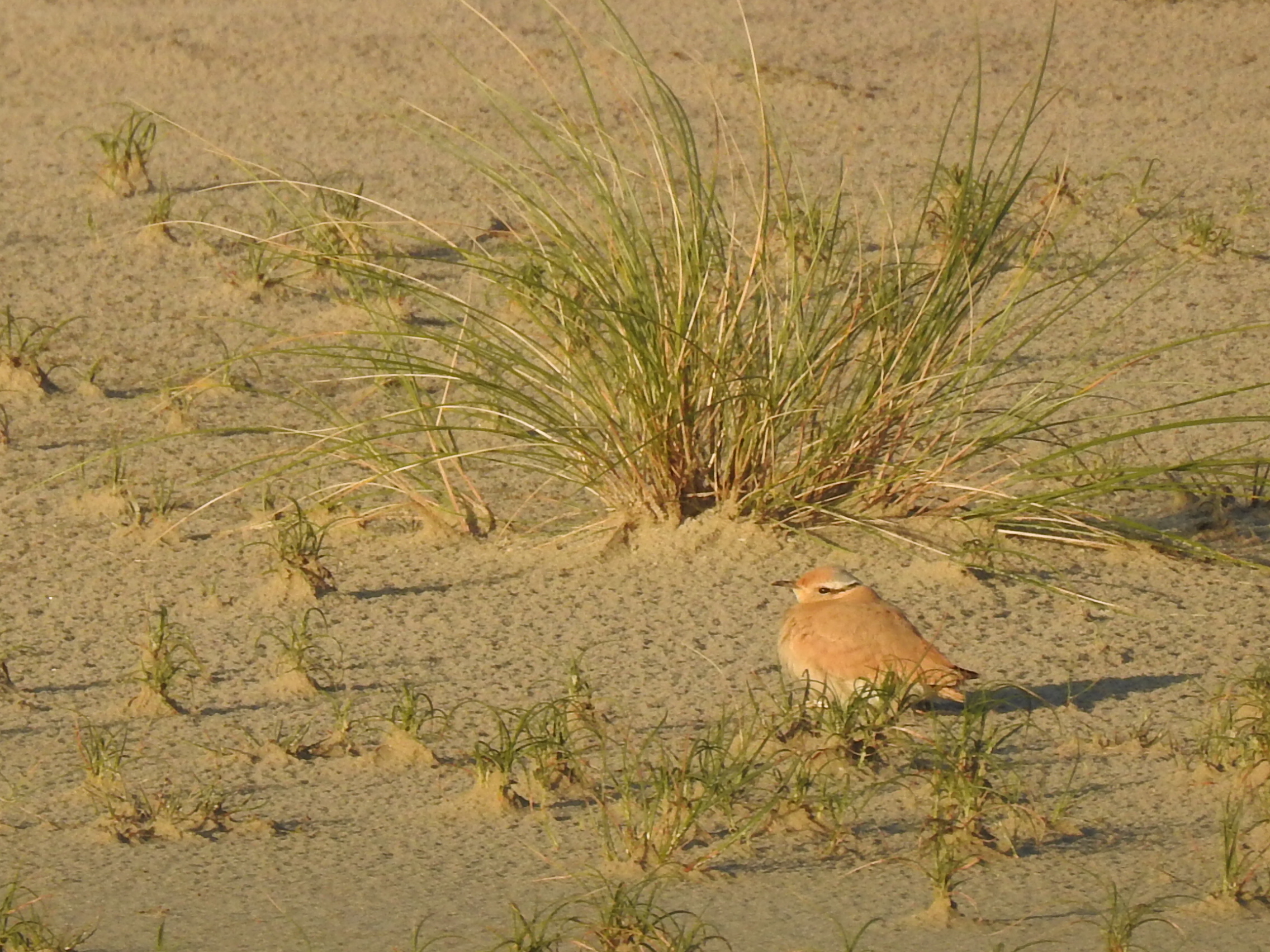 Zeer zeldzame renvogel bij Bergen aan Zee