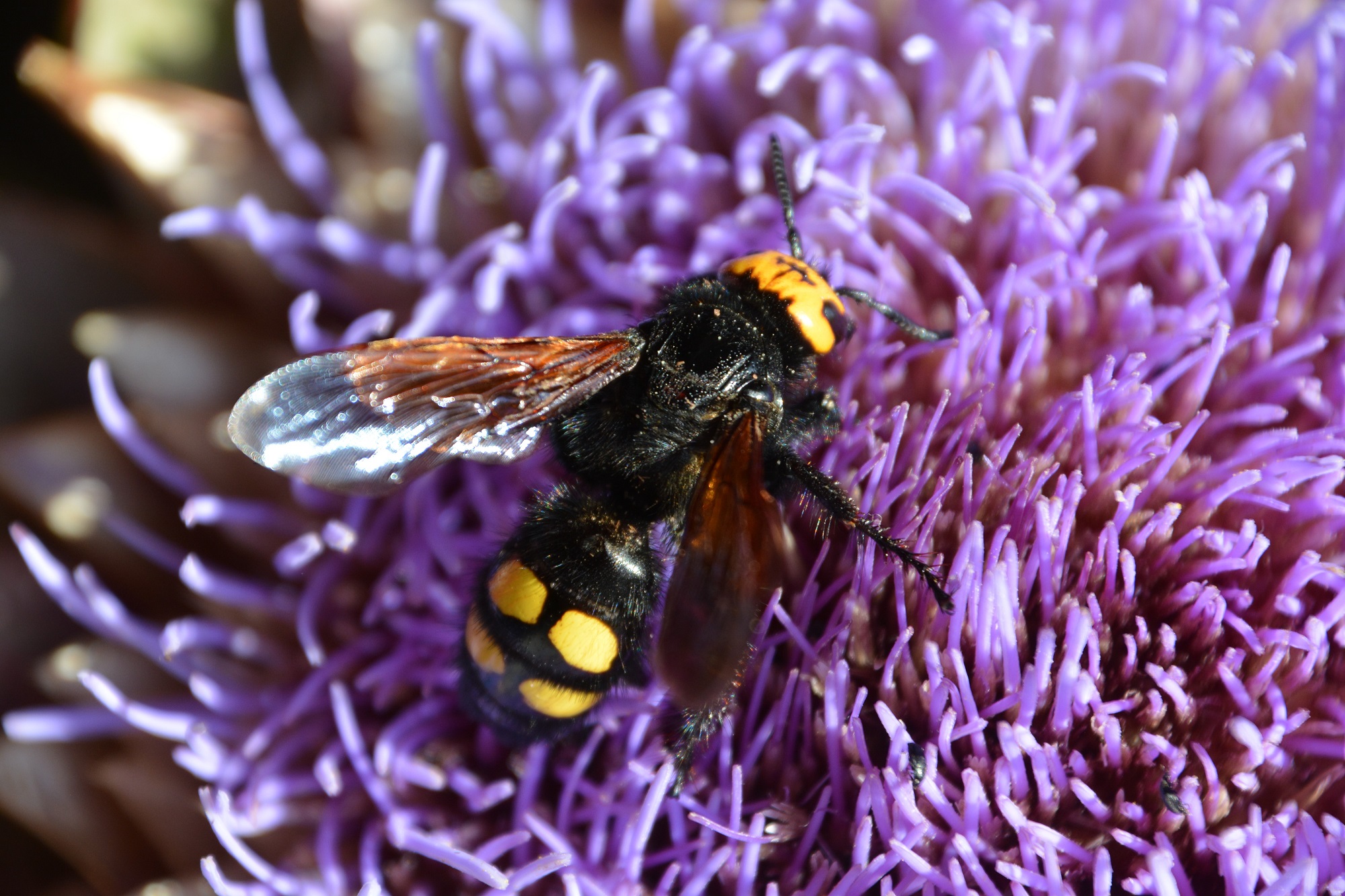 Reuzendolkwesp in de tuin