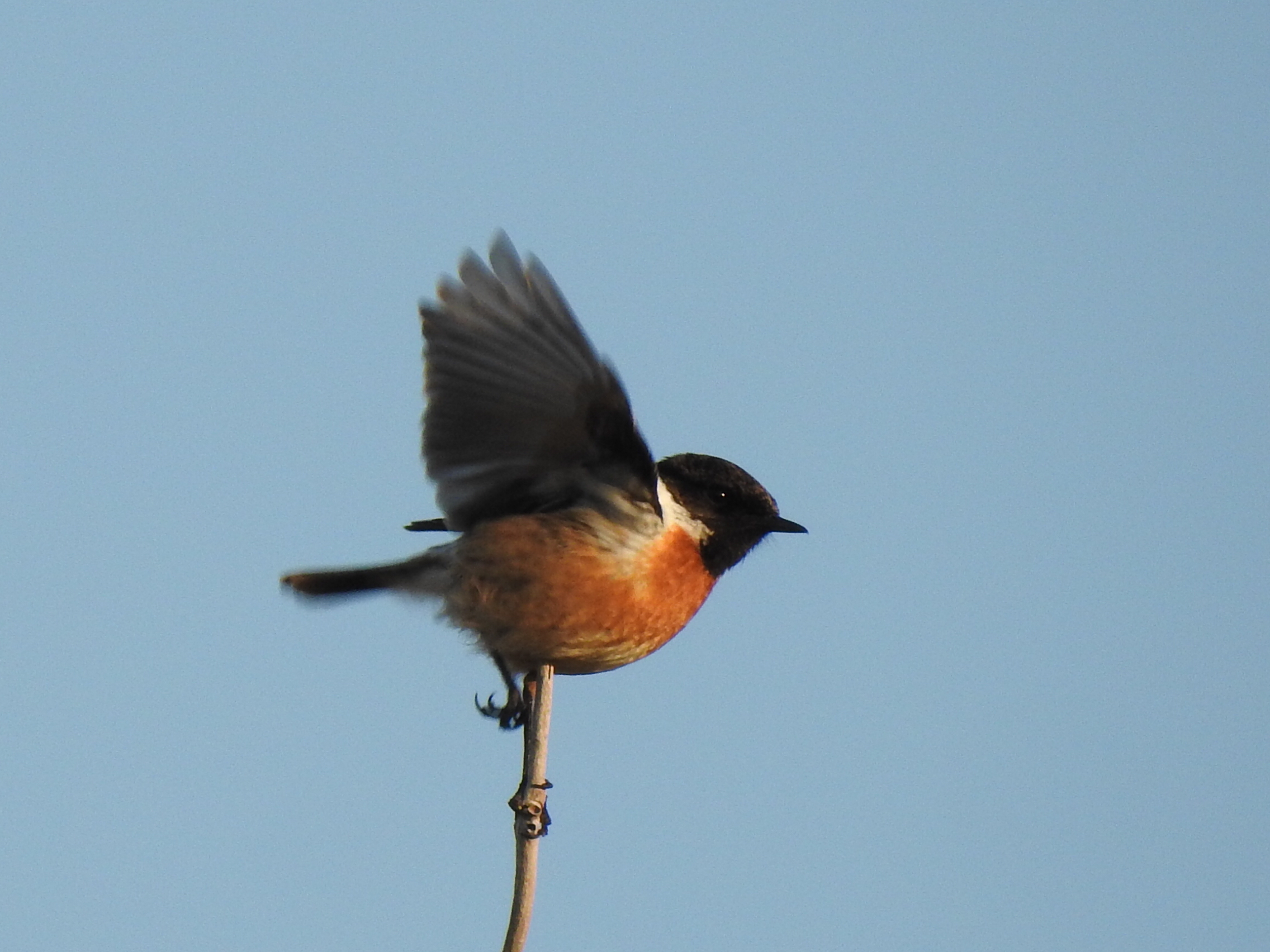 Soortenrijk Roots vogelweekend op Texel