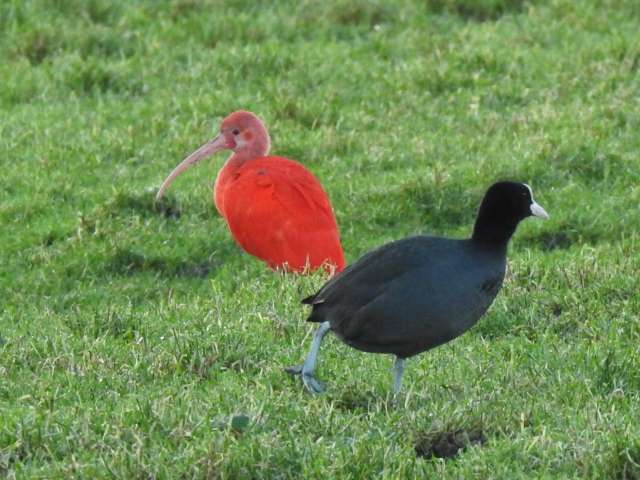 Nederland hotspot voor exotische vogels