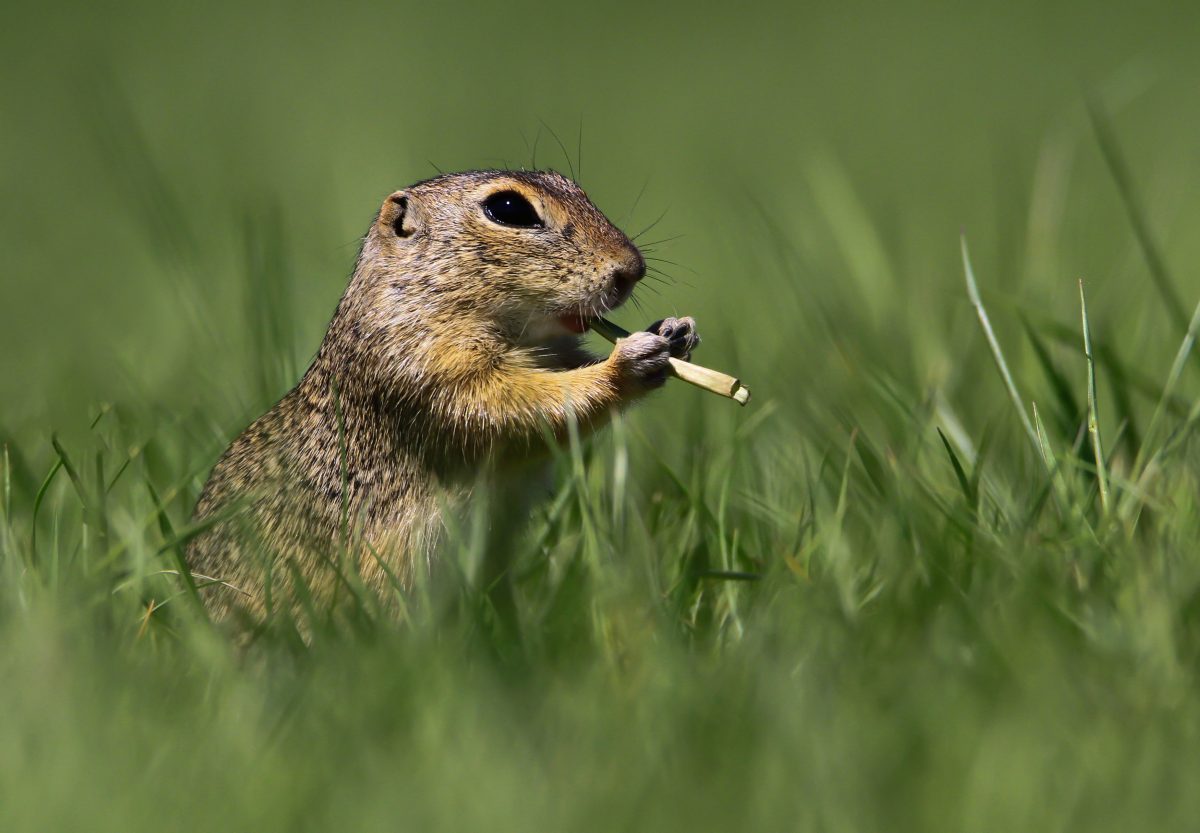 Comedy Wildlife Photography Awards 2021