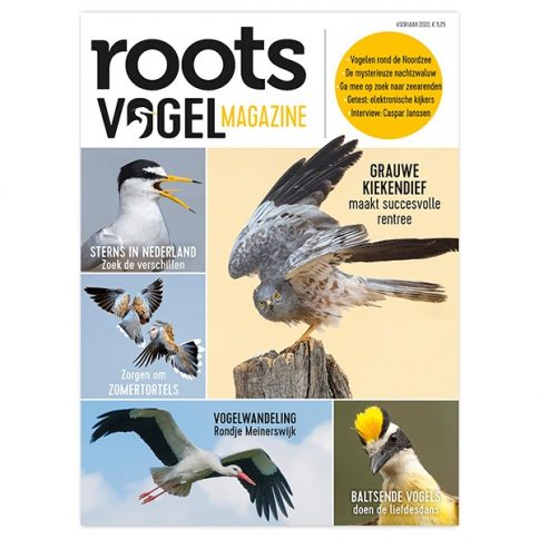 vogels kijken