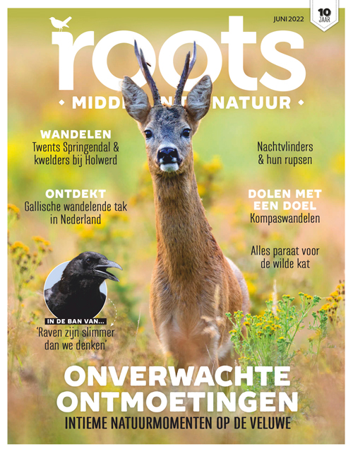 Roots editie 6 - 2022