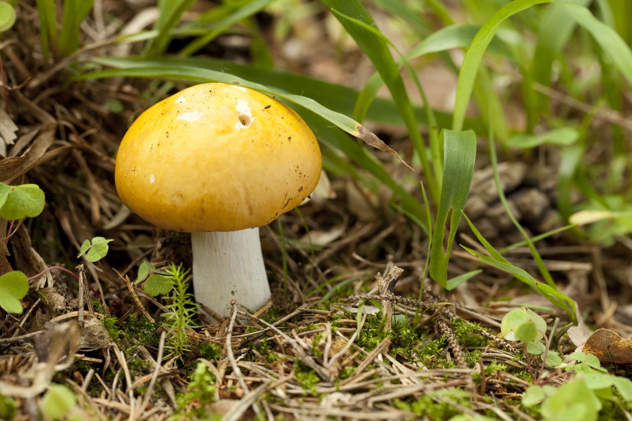 russula