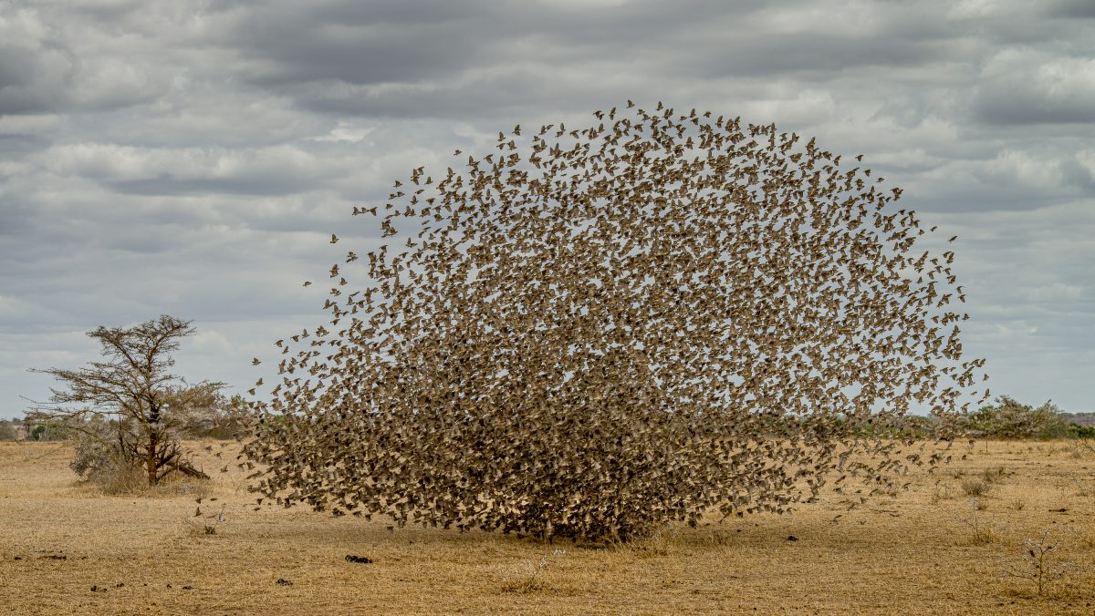 World Nature Photography Awards