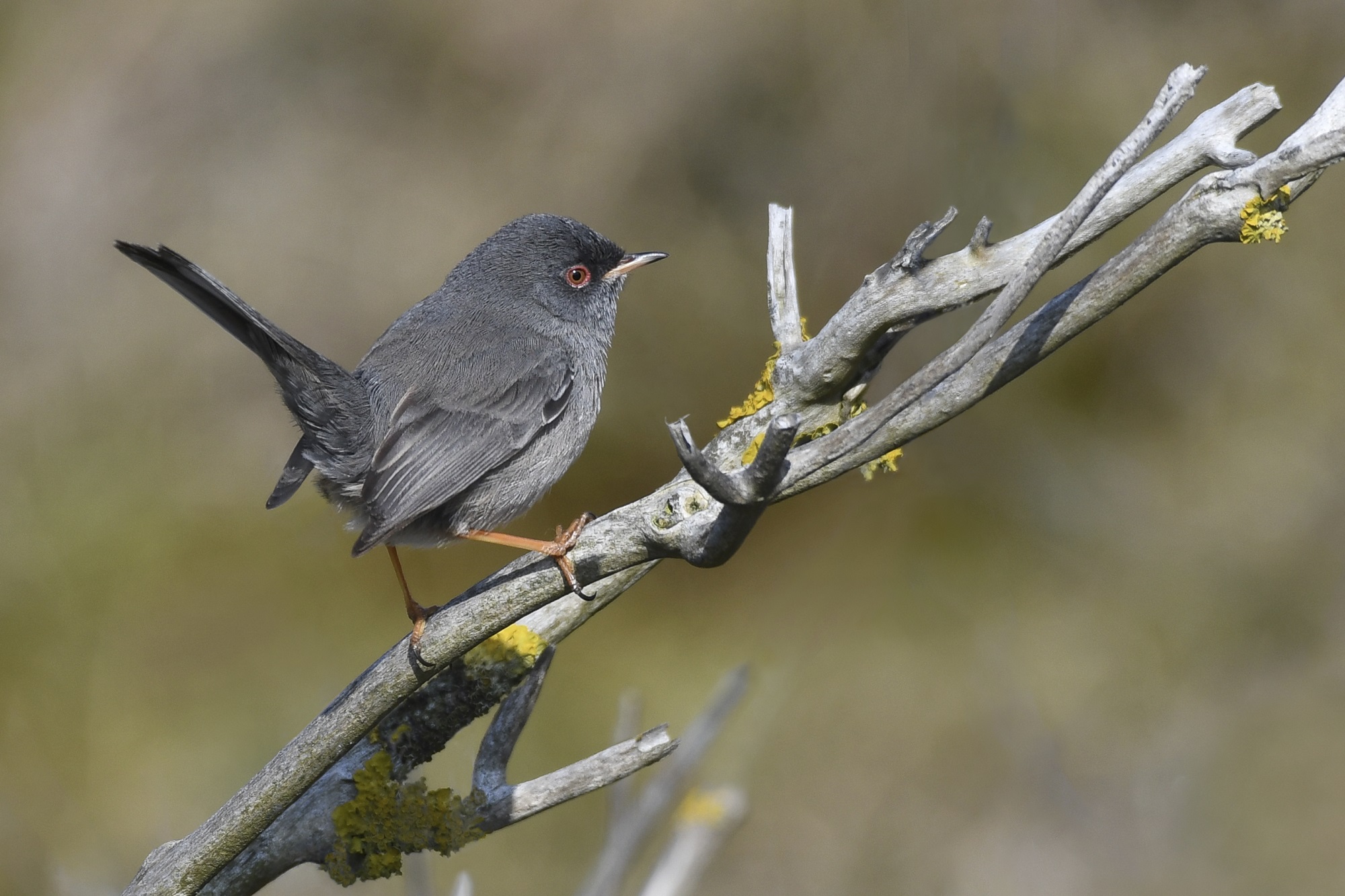 De opvallendste natuurobservaties van 2021