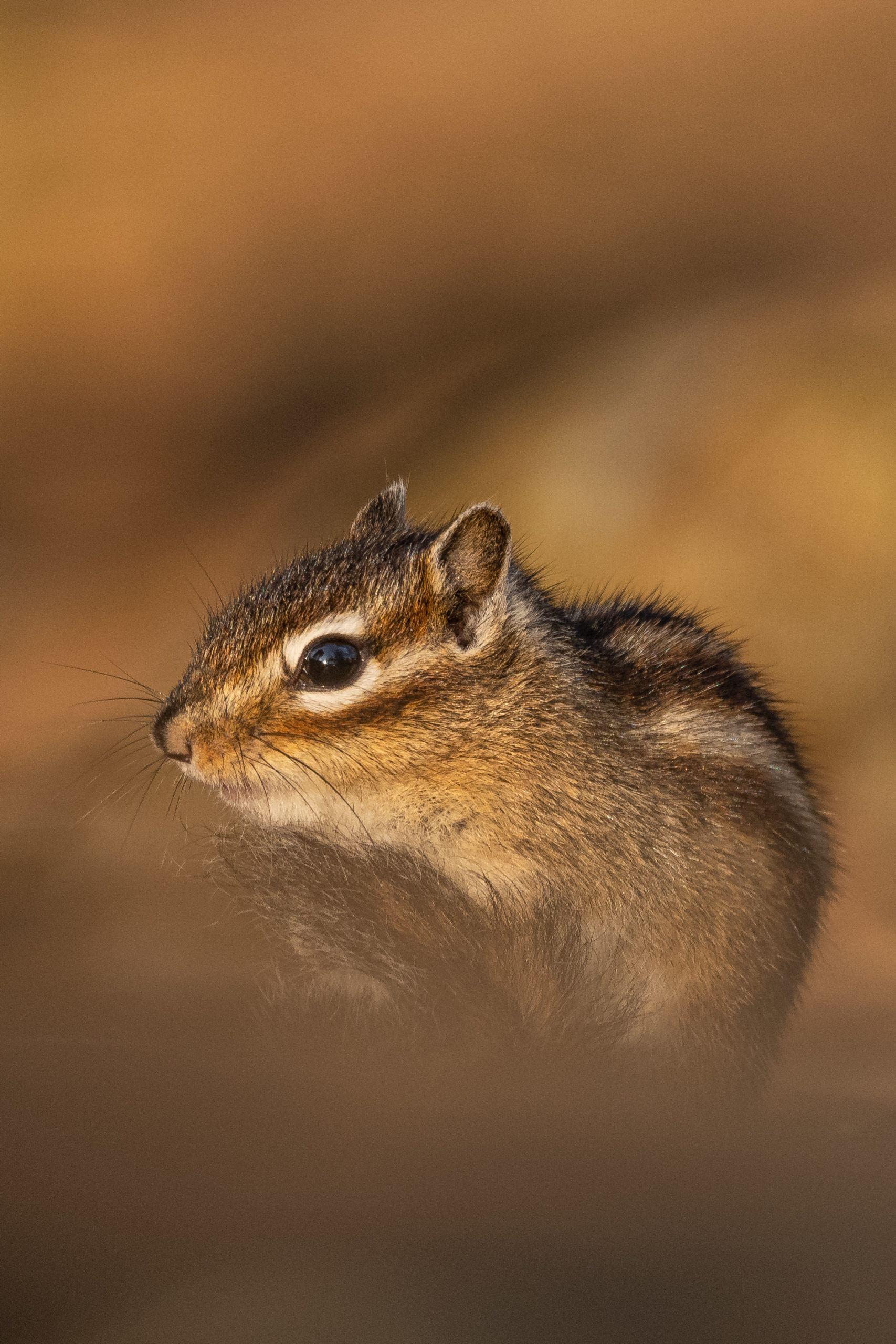 foto van de maand maart