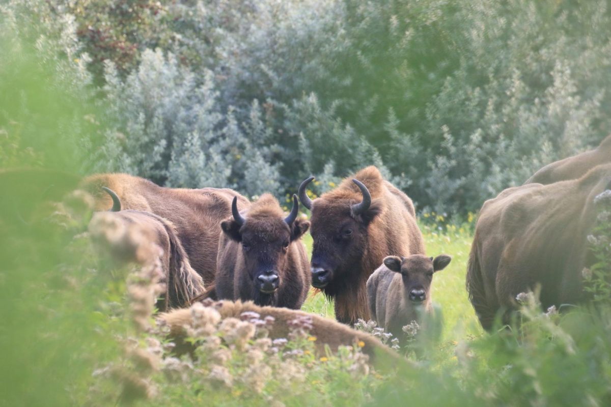 wisent