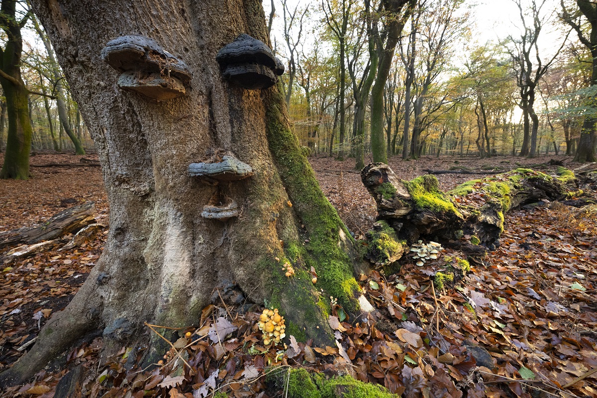 boom met paddenstoelen in Speulderbos