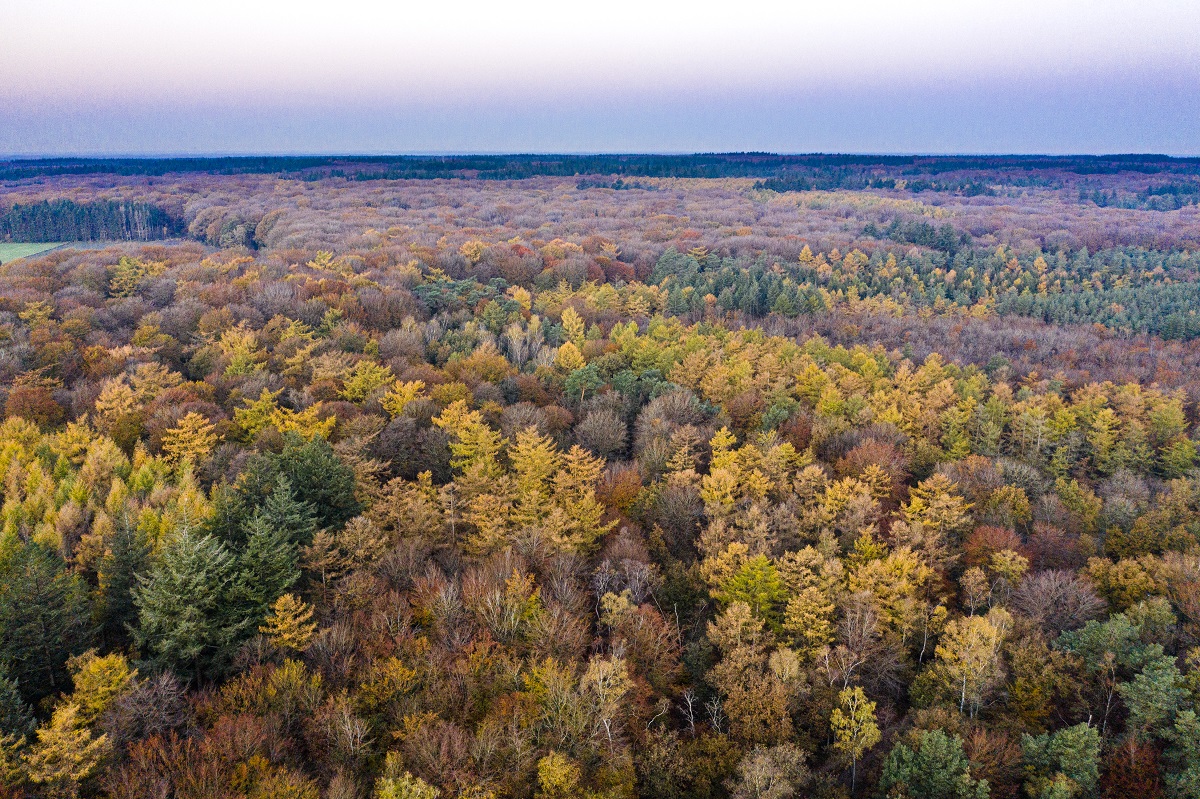Speulderbos in herfstkleur vanuit de lucht