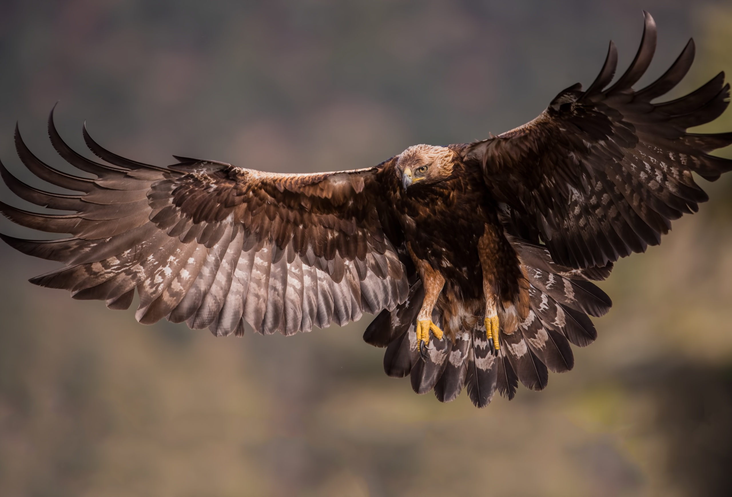 Wat een vraag: wordt de steenarend een broedvogel in