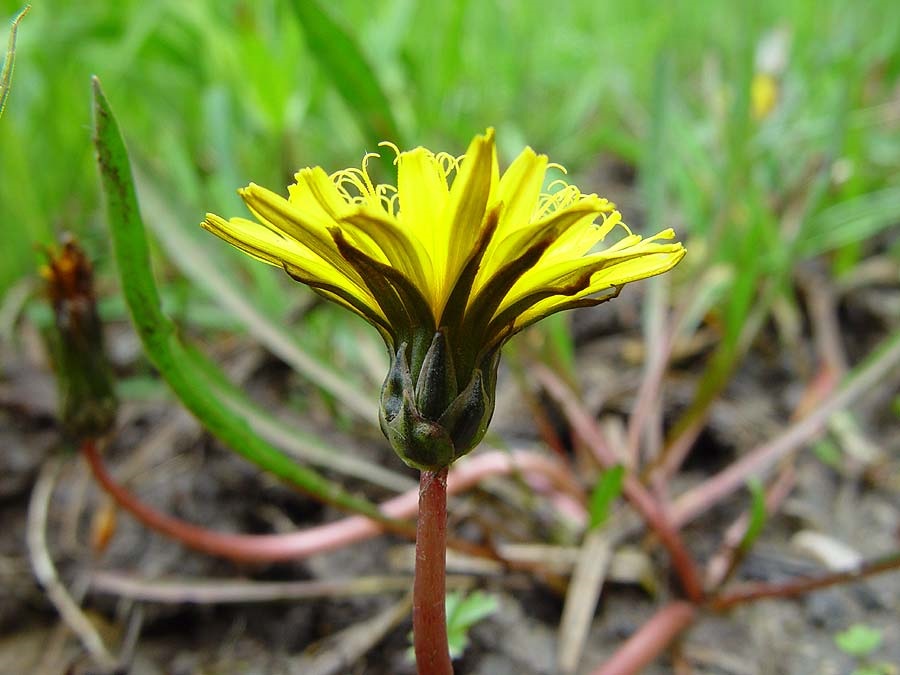 Dag van de paardenbloem