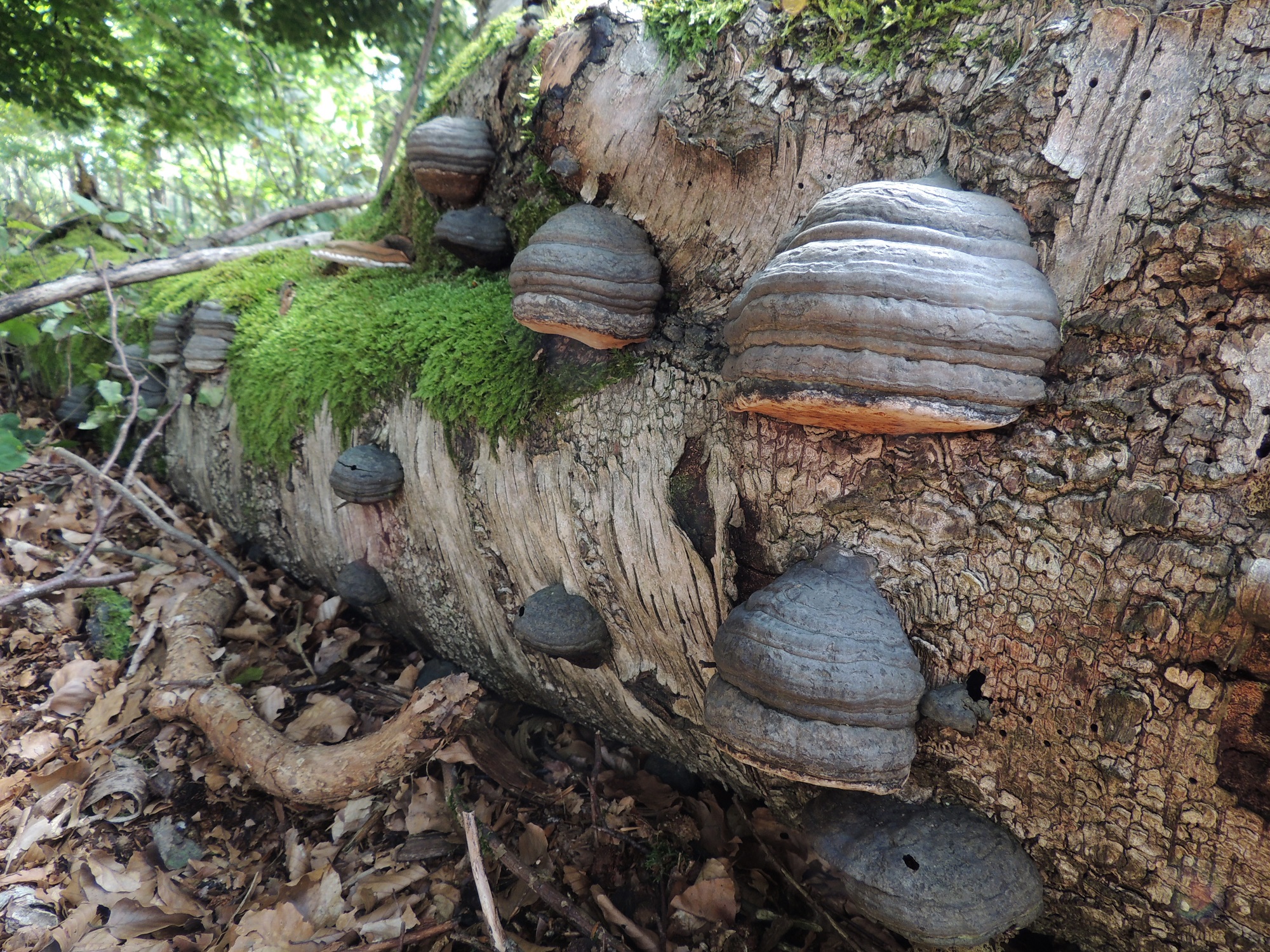 Dood hout doet leven