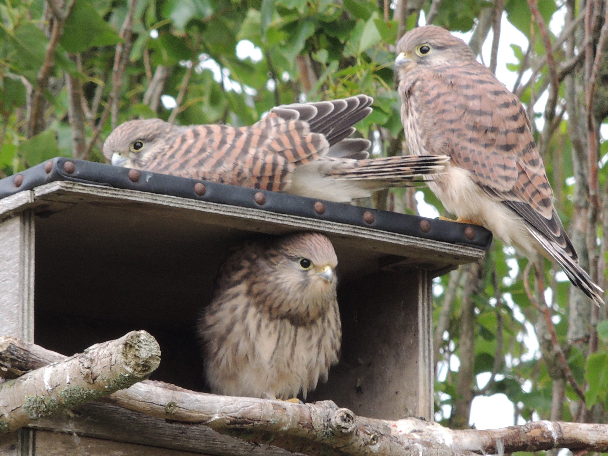 Nieuwe roofvogelsoorten