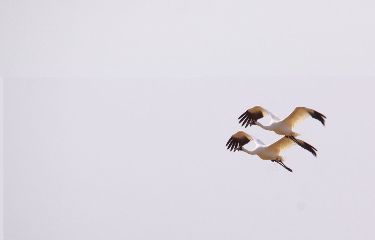 10 vogels grootste spanwijdte