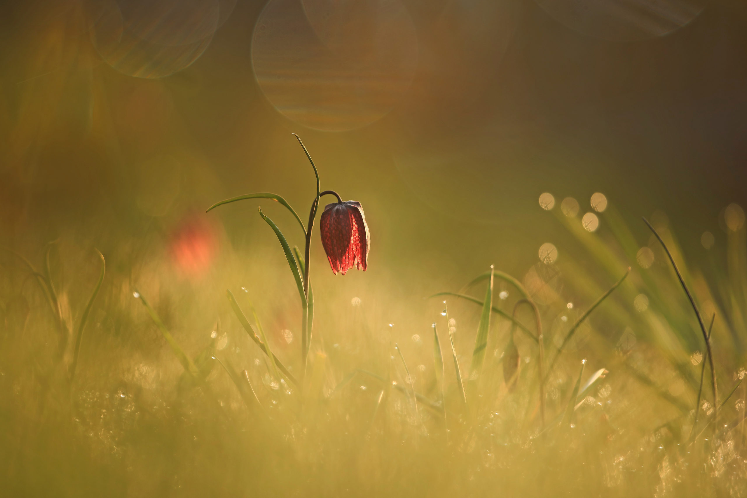 kievitsbloem
