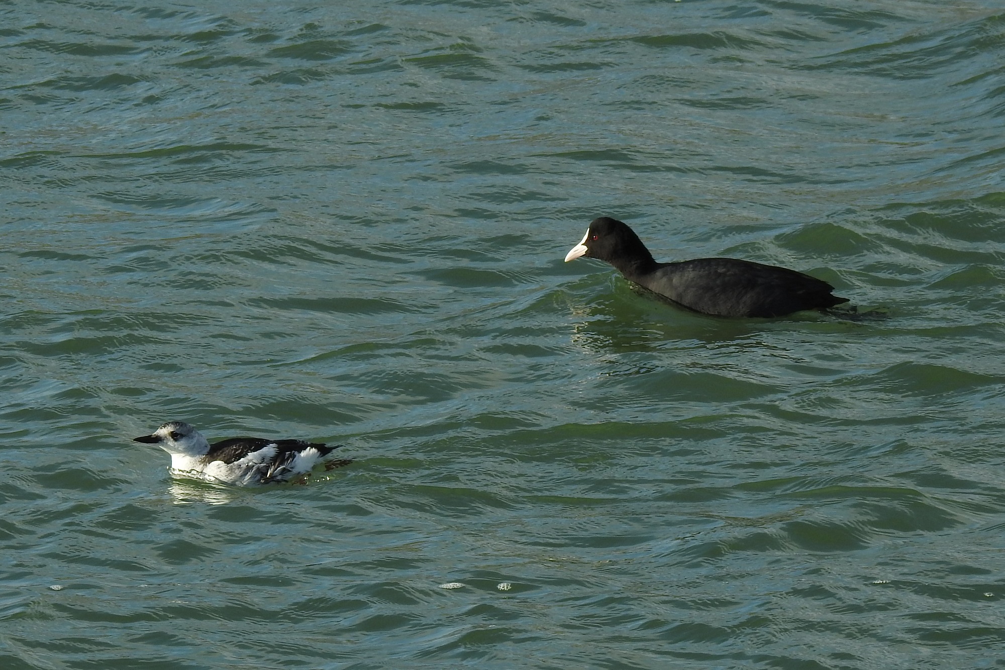 Zeldzame zwarte zeekoet op Texel