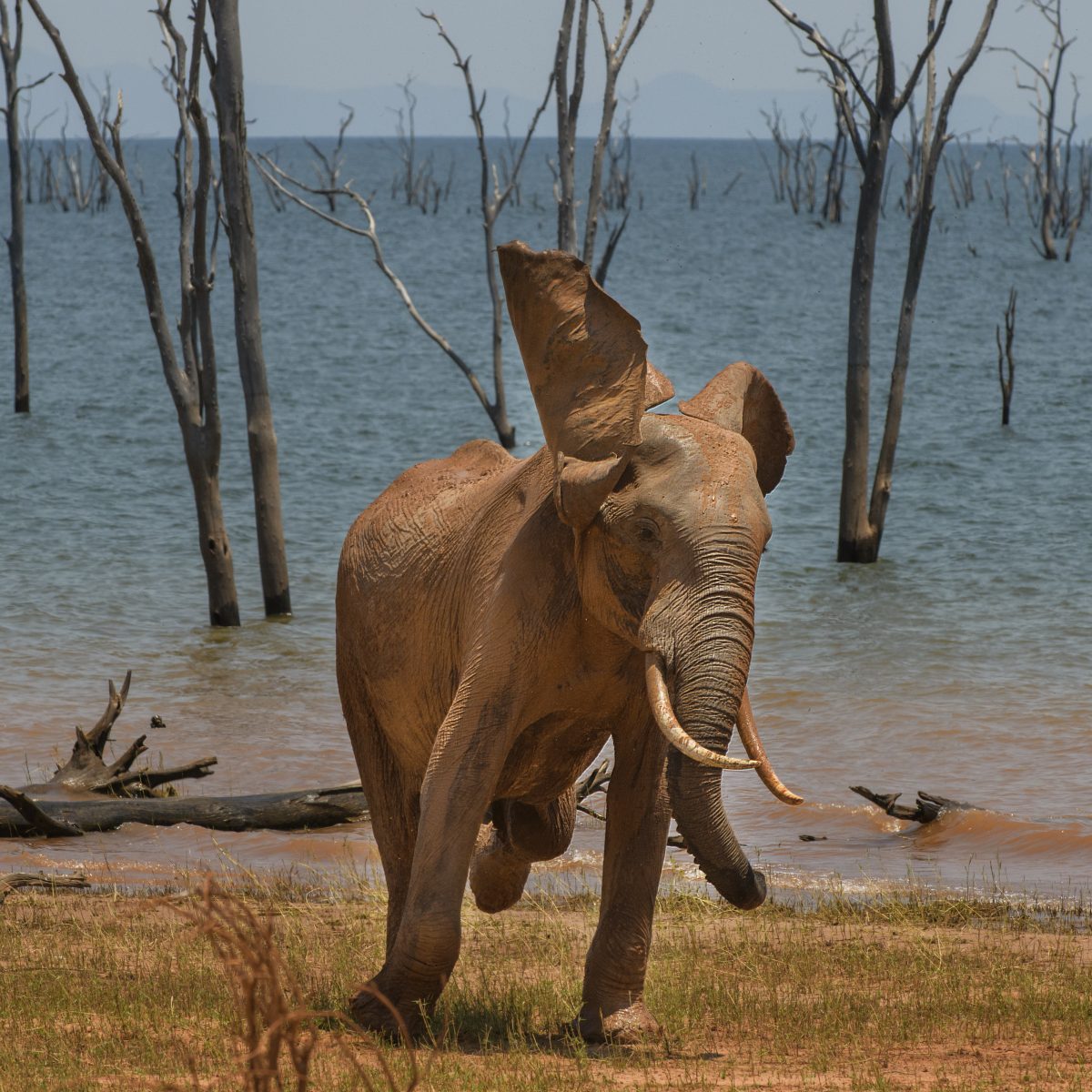 Comedy Wildlife Photo Awards 2021