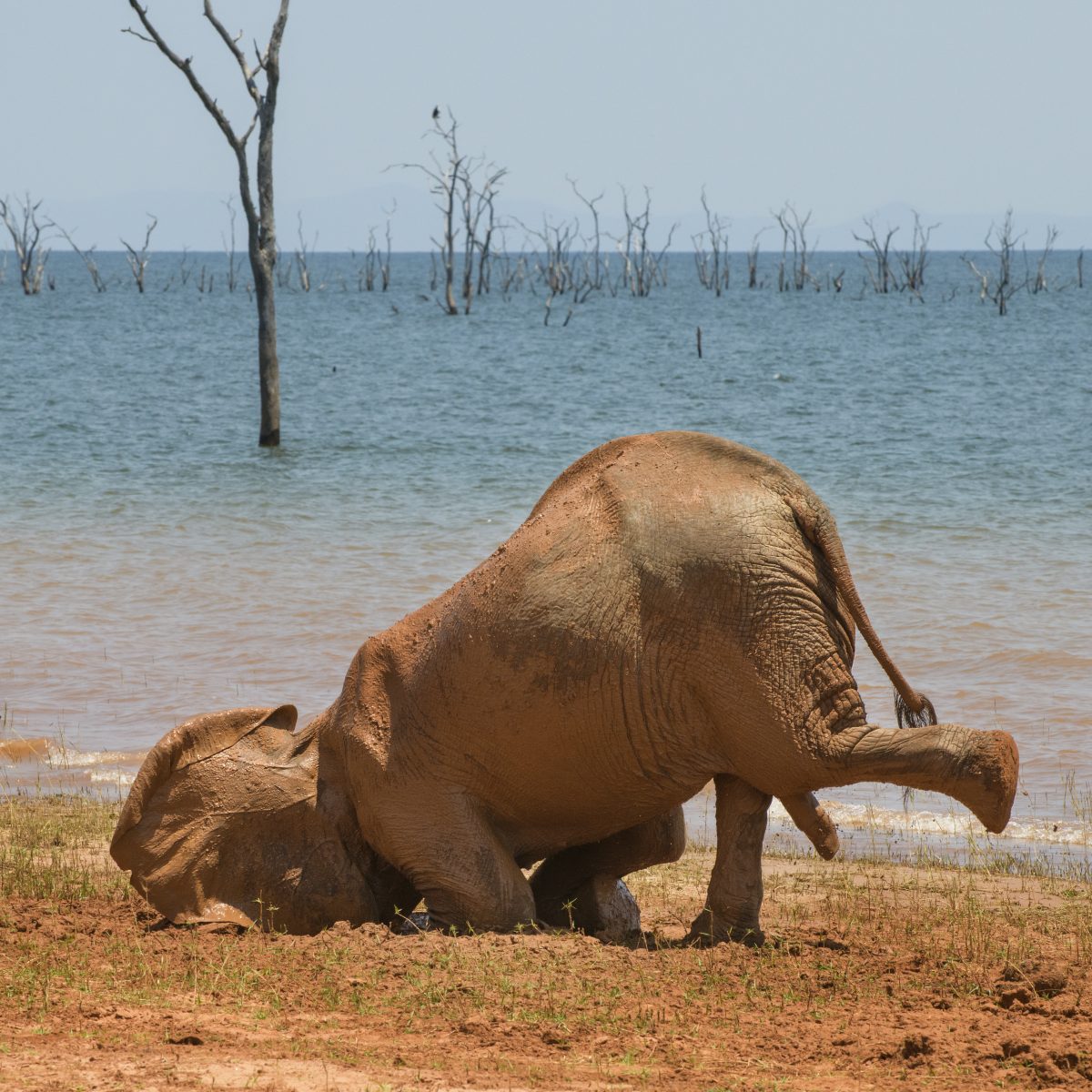 Comedy Wildlife Photo Awards 2021