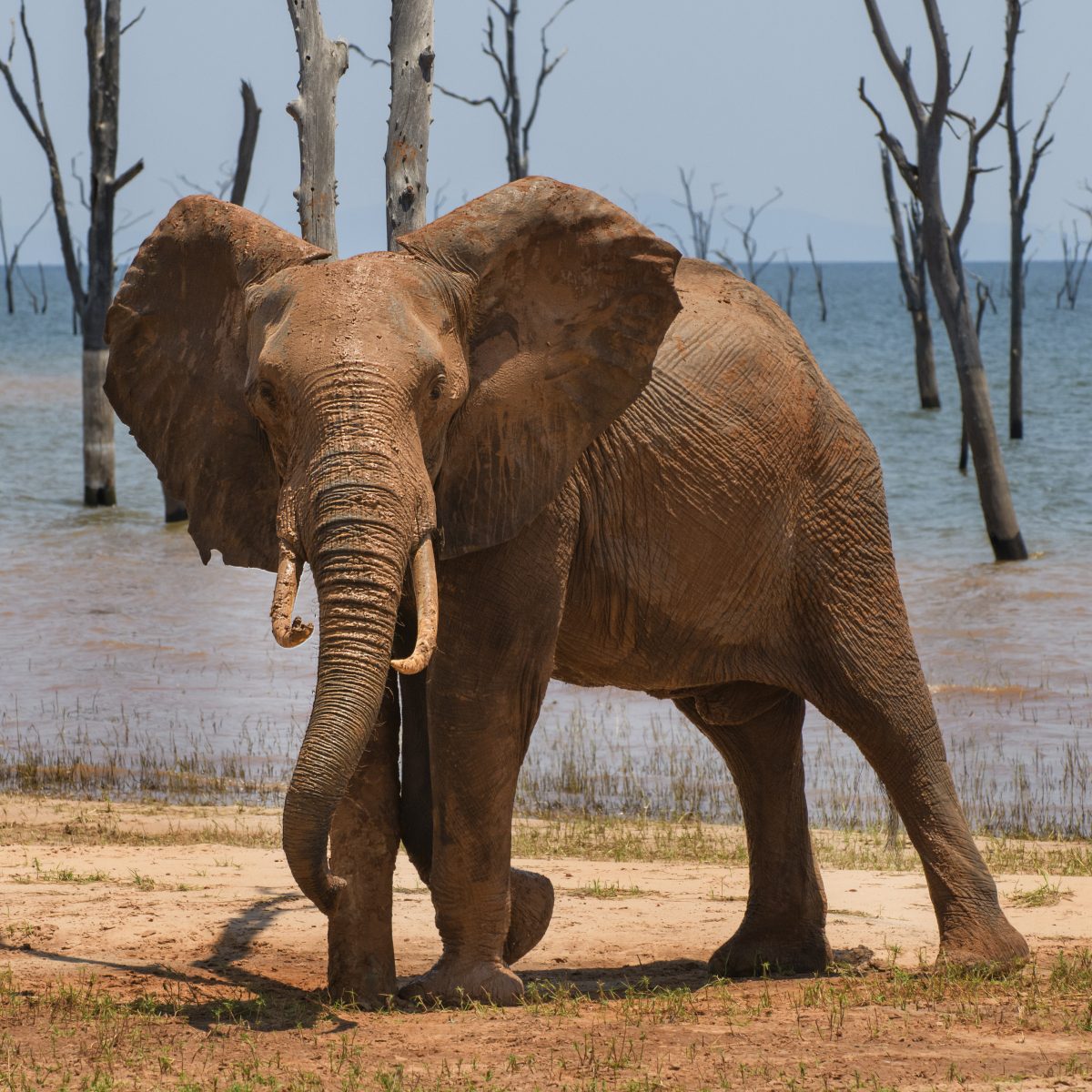 Comedy Wildlife Photo Awards 2021