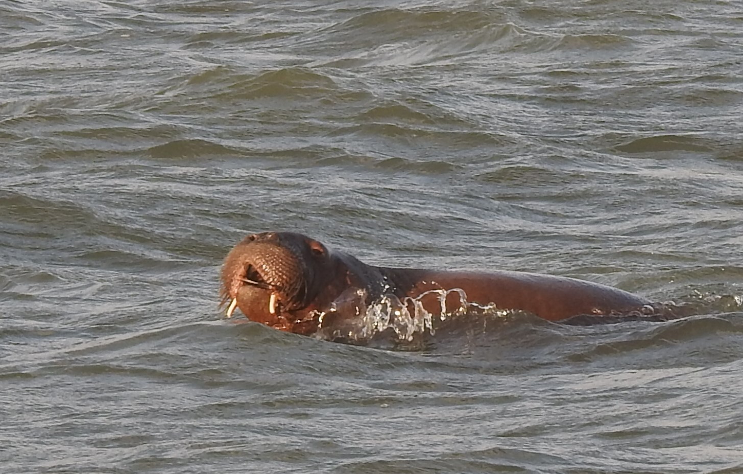 Walrus voelt zich thuis in Den Helder