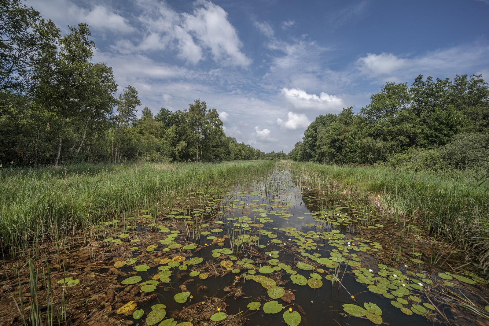 Woldlakebos